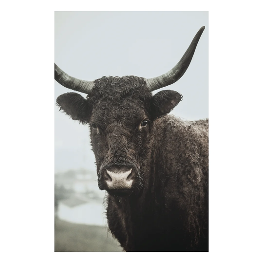 Moody Cow - Wrapped Canvas Photograph Print
