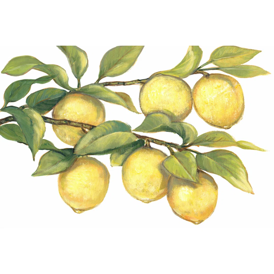 Ripe for Picking II by Tim OToole - Wrapped Canvas Painting
