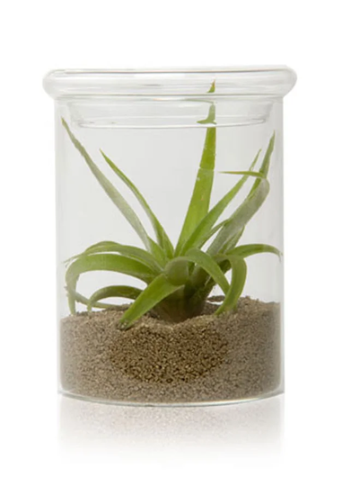 Bowl Vase