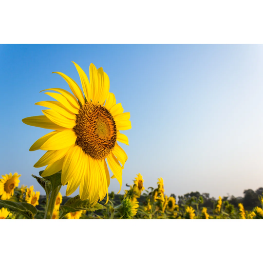 Sunflower - Wrapped Canvas Photograph