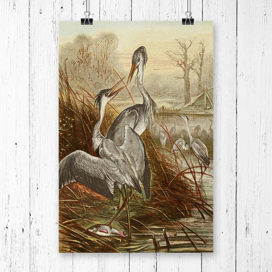 'Vintage Natural History Herons' Graphic Art