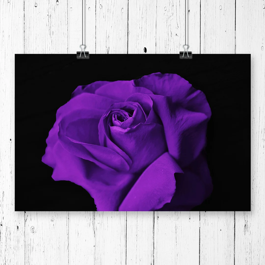 "Flower Purple Rose" Graphic Art