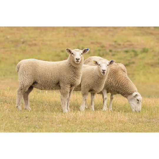 Cute Sheep On Glass Field