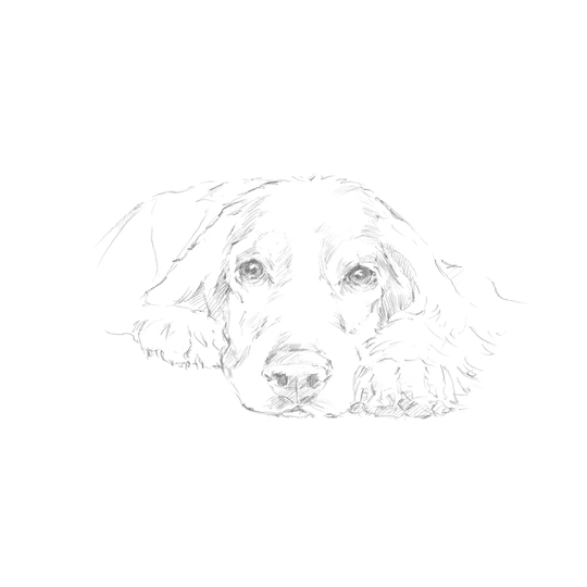 Lazy Dog II by Ethan Harper - Wrapped Canvas Drawing