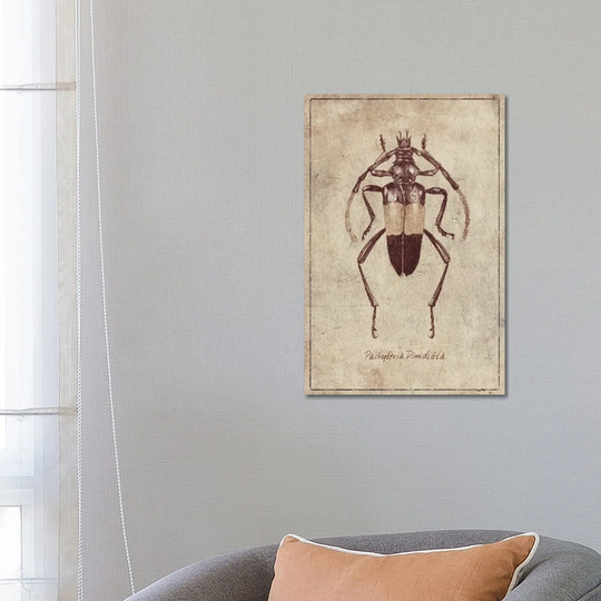 Pachyteria Dimidiata 2 by Mike Koubou - Wrapped Canvas Graphic Art