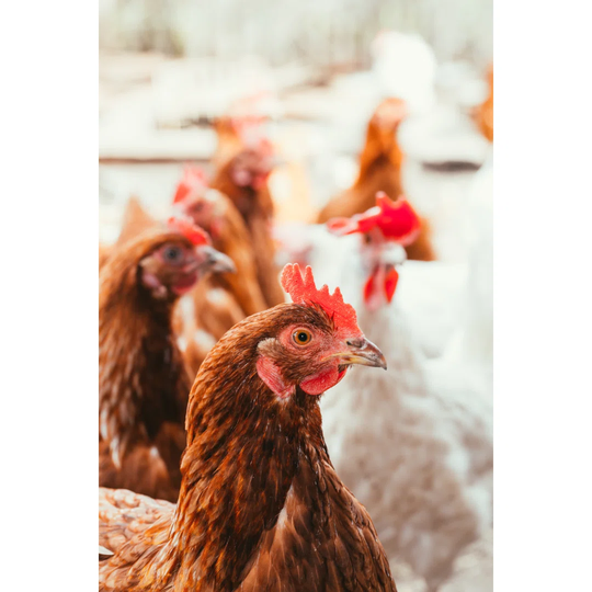 Chicken and Rooster Walking Around the Yard by Ruslan117 - Wrapped Canvas Photograph