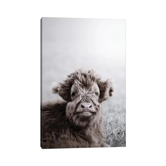 Highland Cattle Calf Alf by Monika Strigel - Photograph on Canvas