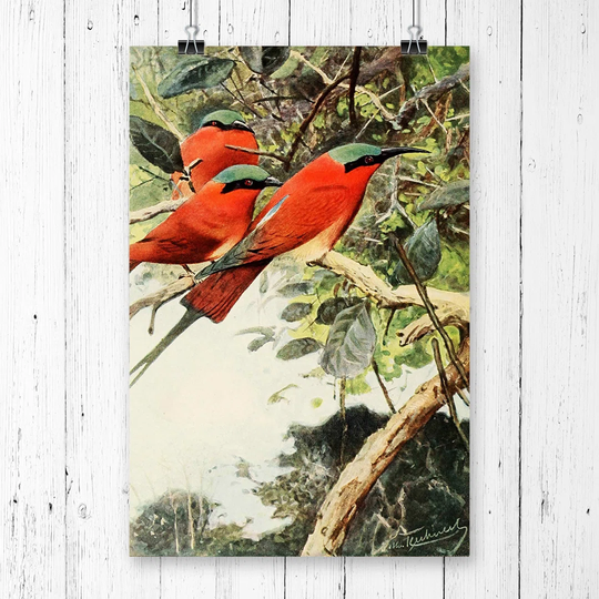 'Vintage Carmine Bee-eater' by W Kuhnert Graphic Art