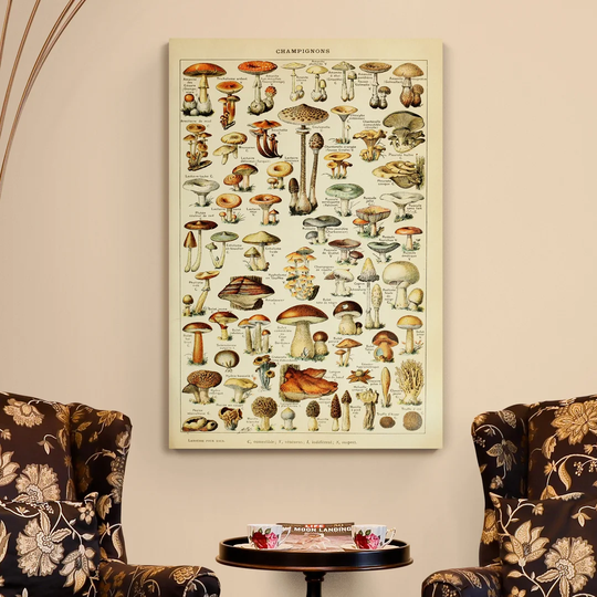 Mushroom Illustration Vintage - Wrapped Canvas Graphic Art