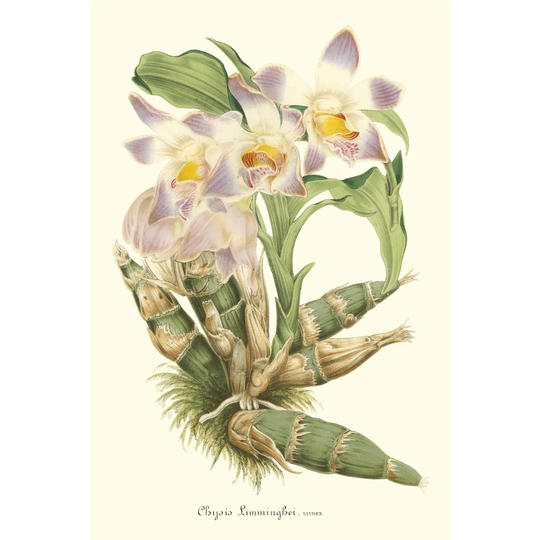 Lavender Orchids I