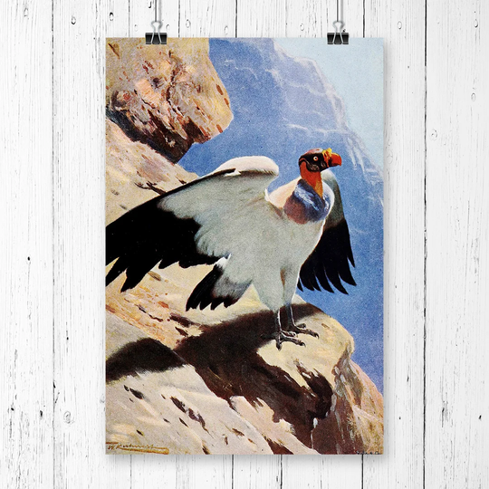 'Vintage King Vulture' by W Kuhnert Graphic Art