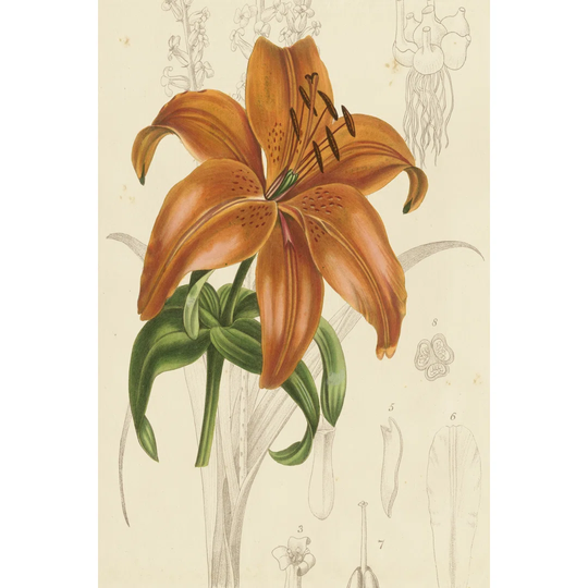 Floral Pairings IV by Vision Studio - Wrapped Canvas Painting