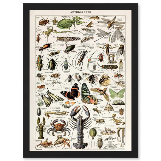 Millot Encyclopedia Arthropods Exoskeletal Animals Nature Artwork Framed A3 Wall Art Print
