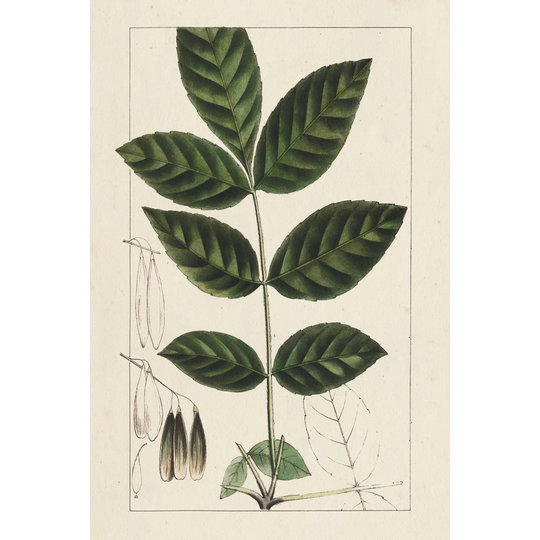 Silva Leaves I by John Silva - Wrapped Canvas Painting