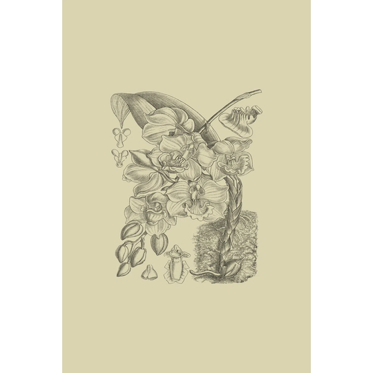 Orchid On Khaki VIII by Curtis - Wrapped Canvas Art Prints