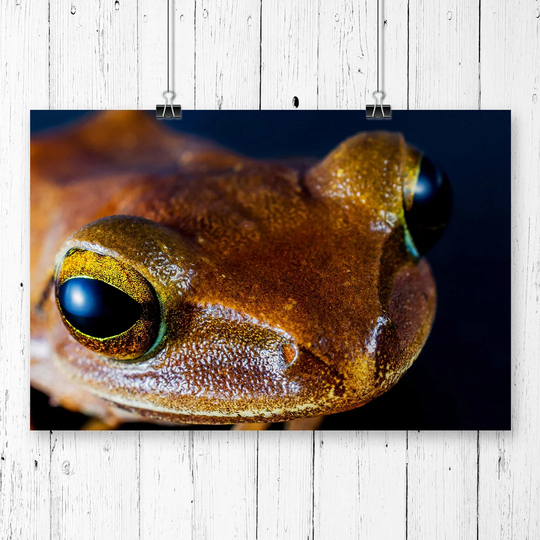 'Tree Frog' Photographic Print