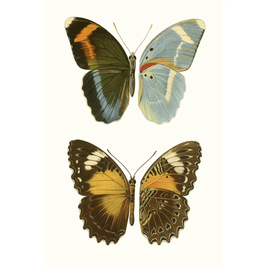 Antique Blue Butterflies III - Wrapped Canvas Graphic Art