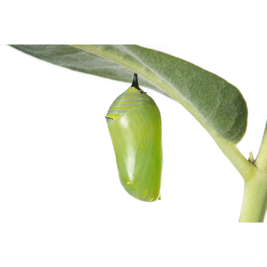 Monarch Caterpillar Cocoon