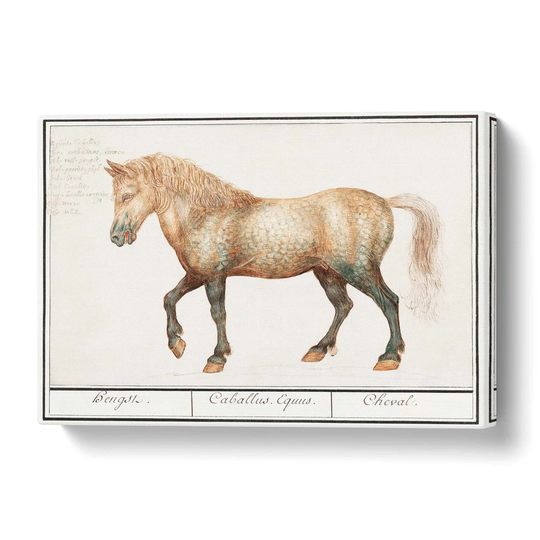 'A Horse' by A.B. de Boodt - Wrapped Canvas Drawing Print