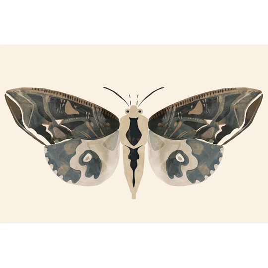 Neutral Moth II by Victoria Barnes - Wrapped Canvas Painting