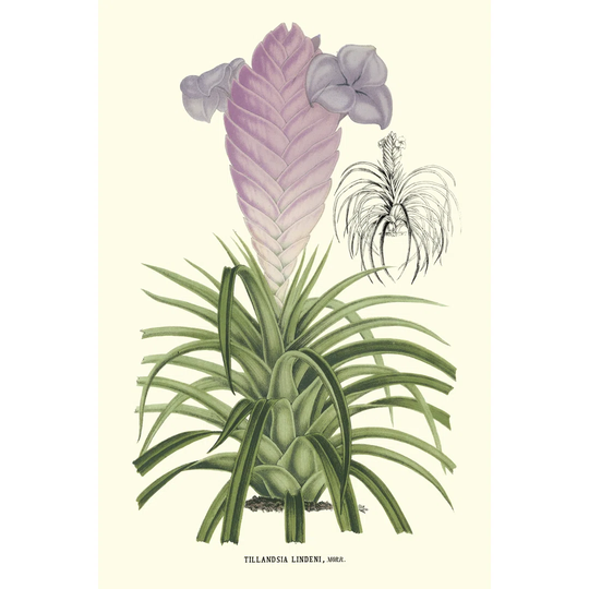 Lavender Orchids III
