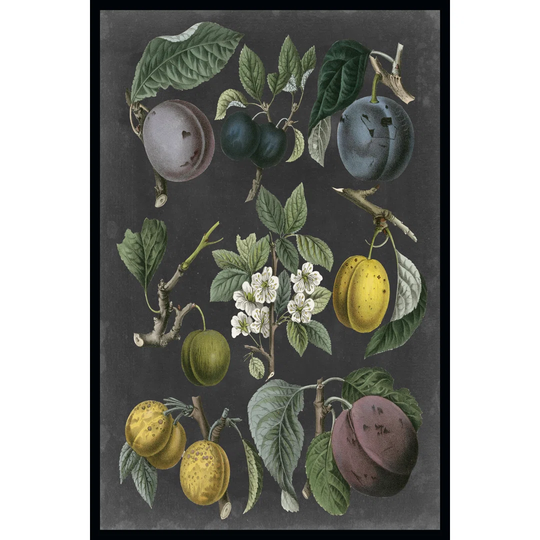 Orchard Varieties IV by Vision Studio - Wrapped Canvas Art Prints