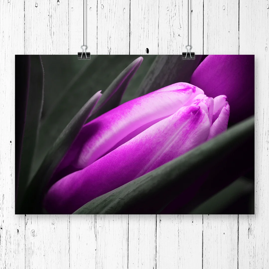 "Flower Purple Tulip" Graphic Art