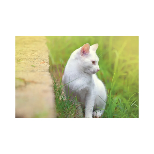 White Cat 61 by Ben Heine - Wrapped Canvas Photograph