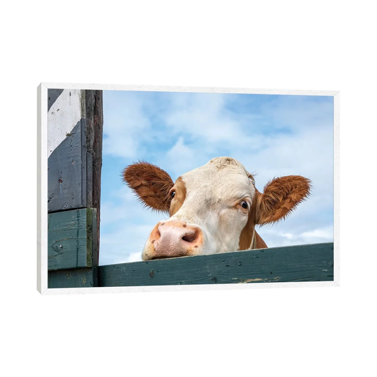 Peeking Cow by Clara Bastian - Photograph Print on Canvas