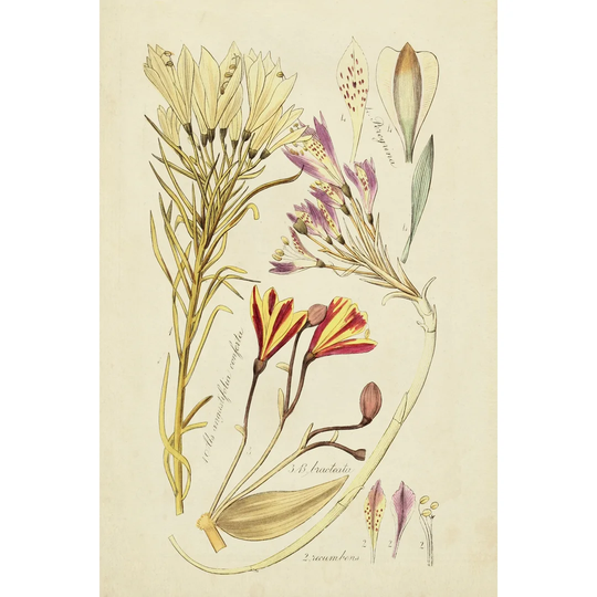Antique Botanical Sketch V by Vision Studio - Wrapped Canvas Painting