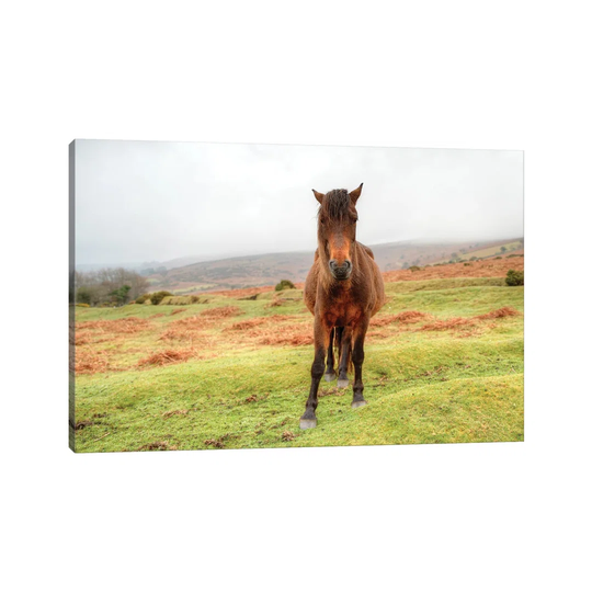 Stare down by David Gardiner - Photograph on Canvas