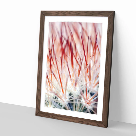 'Cacti Cactus 2' Framed Photographic Print