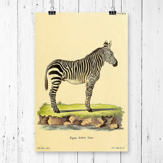 'Vintage Jacques de Zebra' Graphic Art