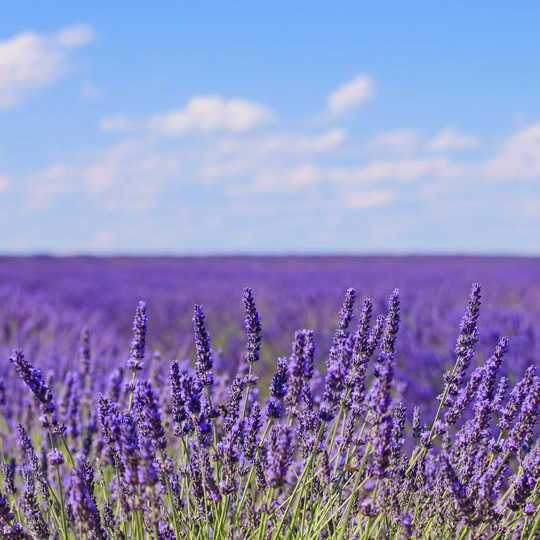 Lavender Flower Blooming Fields Horizon Valensole Provence, Fra by StevanZZ - Wrapped Canvas Photograph