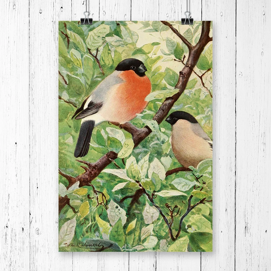 'Vintage Bullfinch' by W Kuhnert Graphic Art