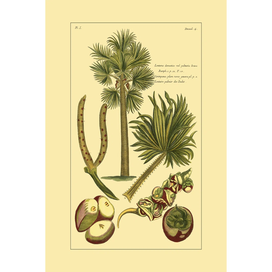 Printed Exotic Palm I (ABW) by Pierre Josep Buchoz - Wrapped Canvas Art Prints