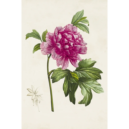Pretty Pink Botanicals I - Wrapped Canvas Art Prints