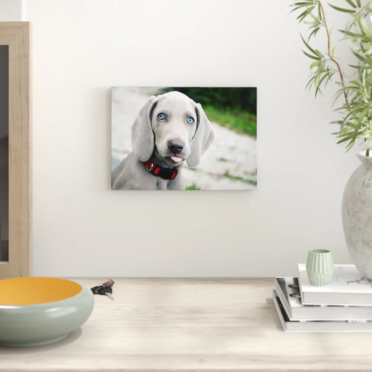 'Weimaraner Puppy Dog' Photographic Print