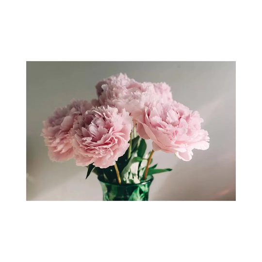 Pink Peonies on White I by Chelsea Victoria - Wrapped Canvas Photograph