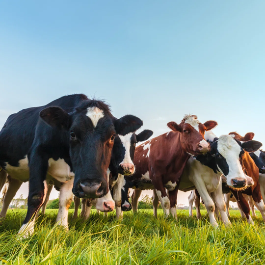Curious Dutch Milk Cows by DutchScenery - Wrapped Canvas Photograph Print