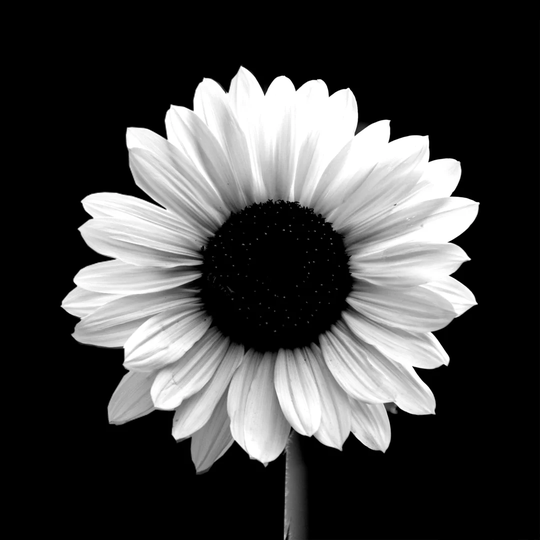 Black Sunflower - Wrapped Canvas Photograph Print
