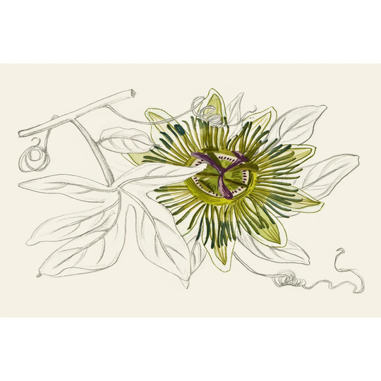 Passionflower IV by Melissa Wang - Wrapped Canvas Painting