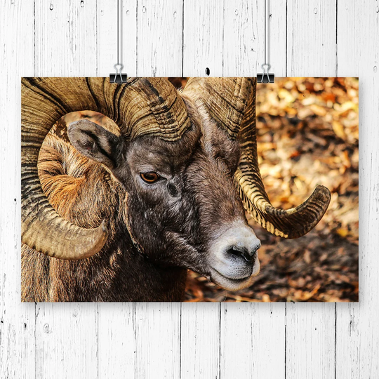 'Bighorn Ram Sheep' Graphic Art