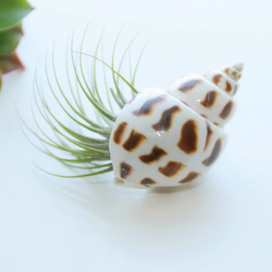 Amazonian Seashell Cachepot