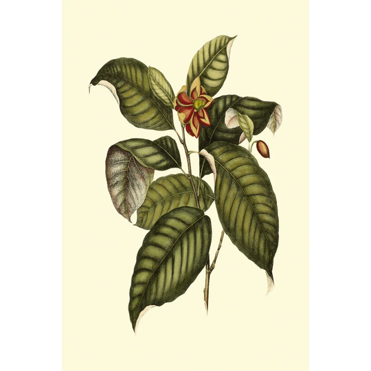 Magnificent Foliage IV - Wrapped Canvas Graphic Art