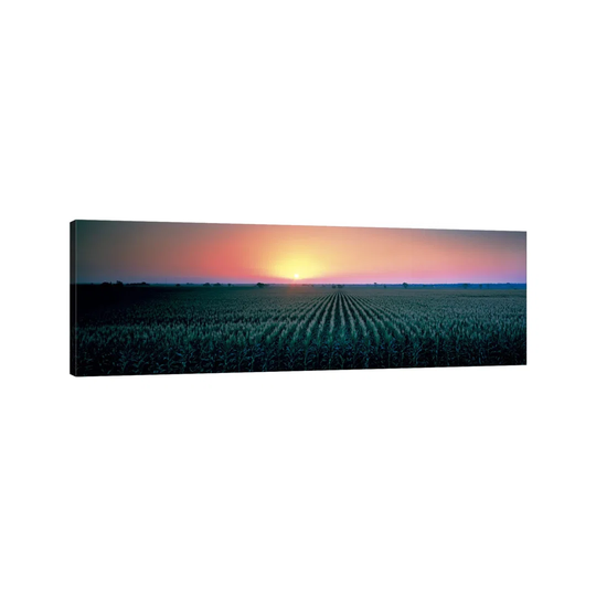 Corn Field At Sunrise Sacramento Co CA USA