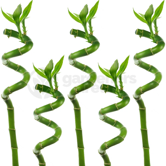 5 Piece Lucky Bamboo Set