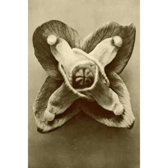 Sepia Botany Study V - Wrapped Canvas Graphic Art