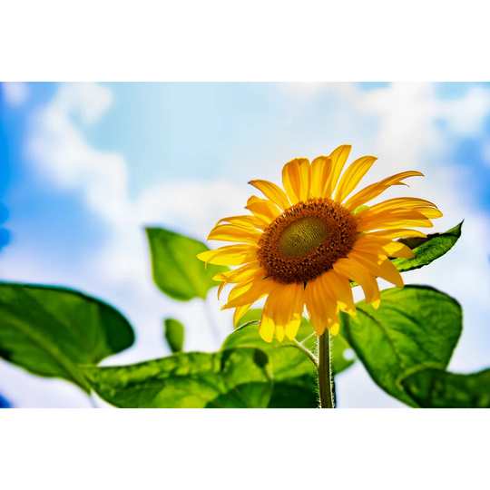 Sunflower in Full Bloom with Blue Sky - Wrapped Canvas Photograph
