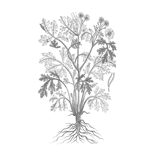 B and W Plant Specimen II - Wrapped Canvas Drawing